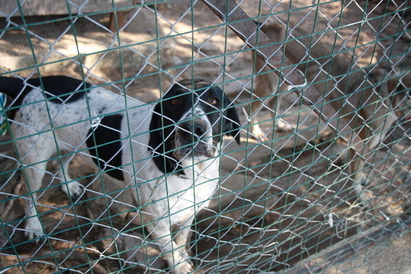Limit 600x450 image